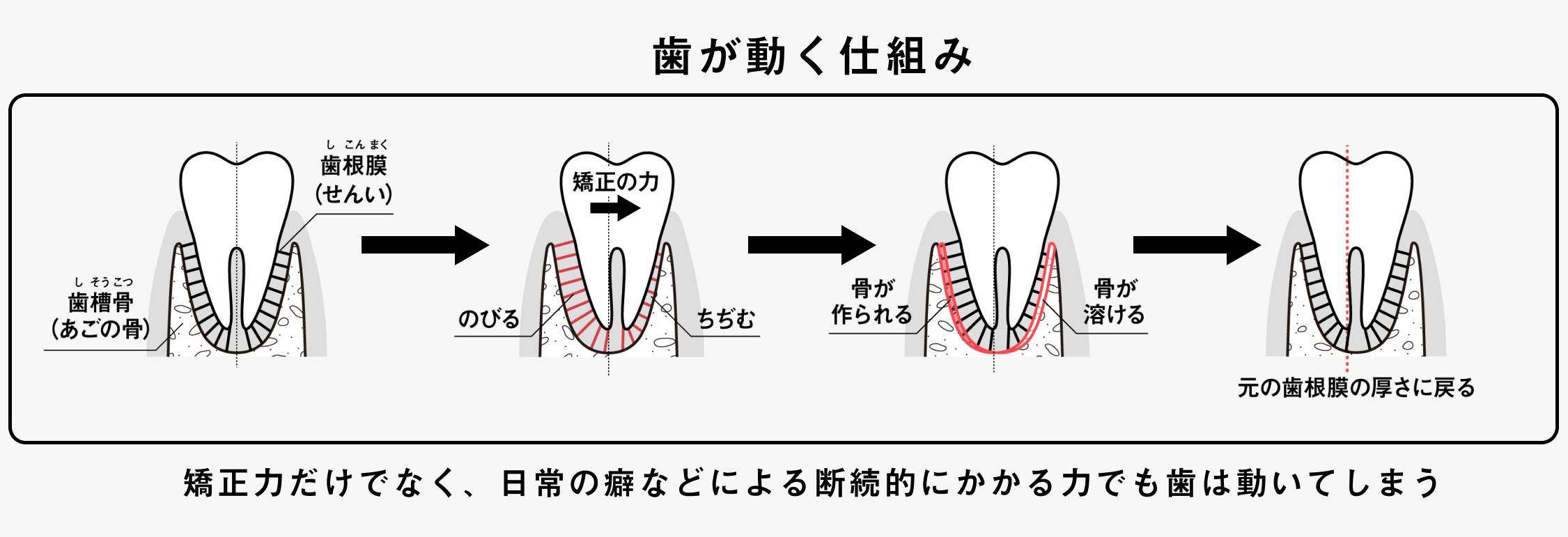 歯が動く仕組み
