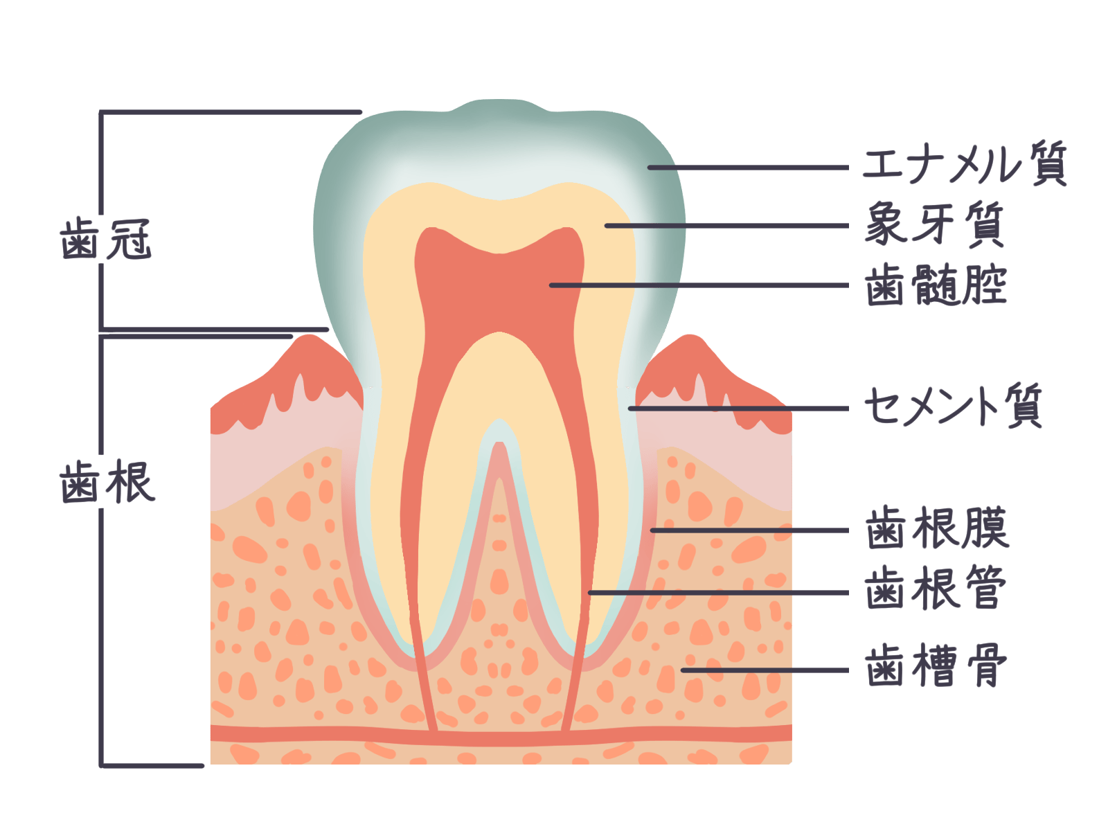 昔よりも前歯が出てきたのはなぜ?原因や治す方法を解説