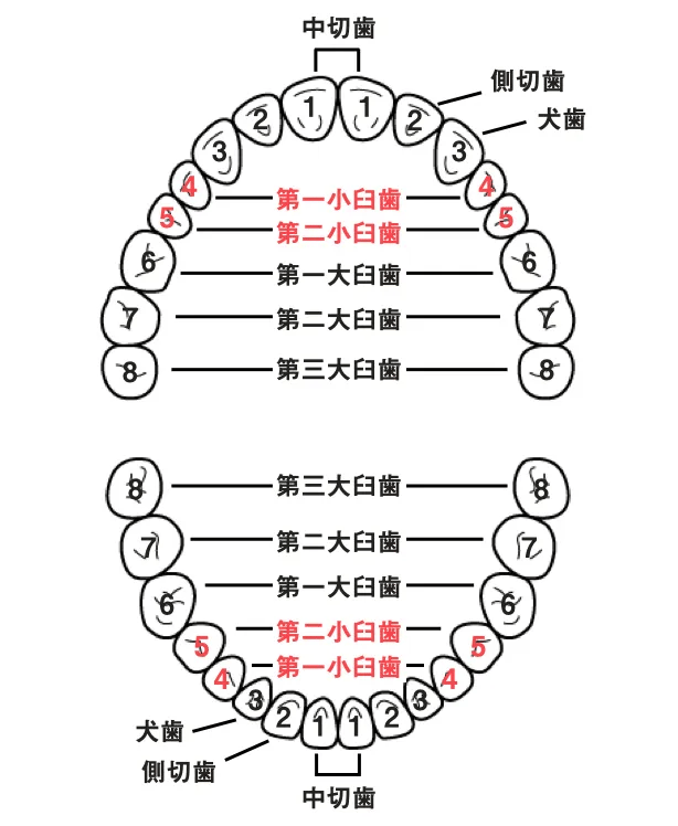 非抜歯矯正は後悔する？よくある誤解と4つの失敗例