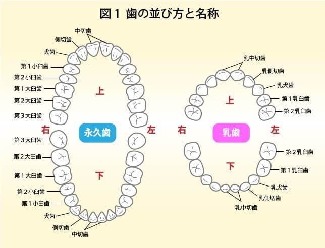 歯の並び方と名称